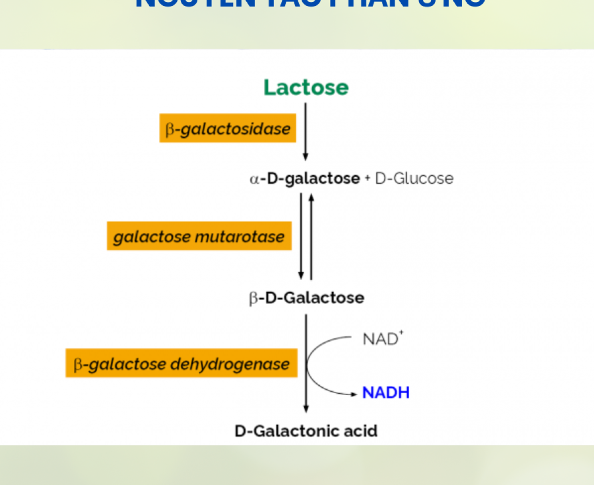 Bộ Kit Lactose/Galactose Assay Kit (Rapid)