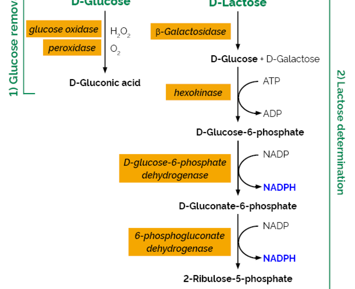 Bộ phân tích Lactose (K-LOLAC)