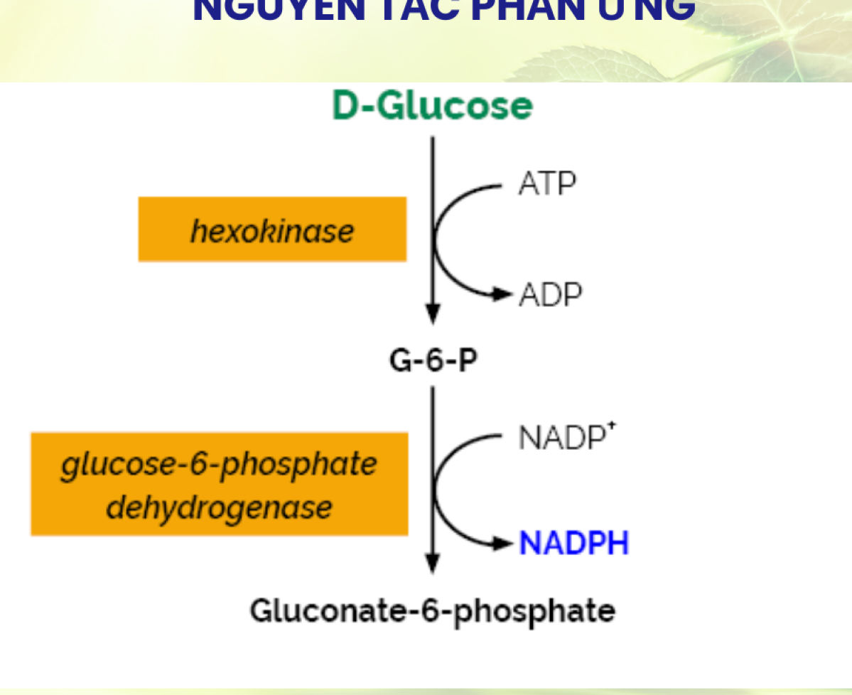 D-Glucose HK Assay Kit