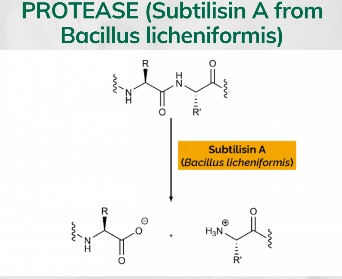 Protease (Subtilisin A from Bacillus licheniformis)