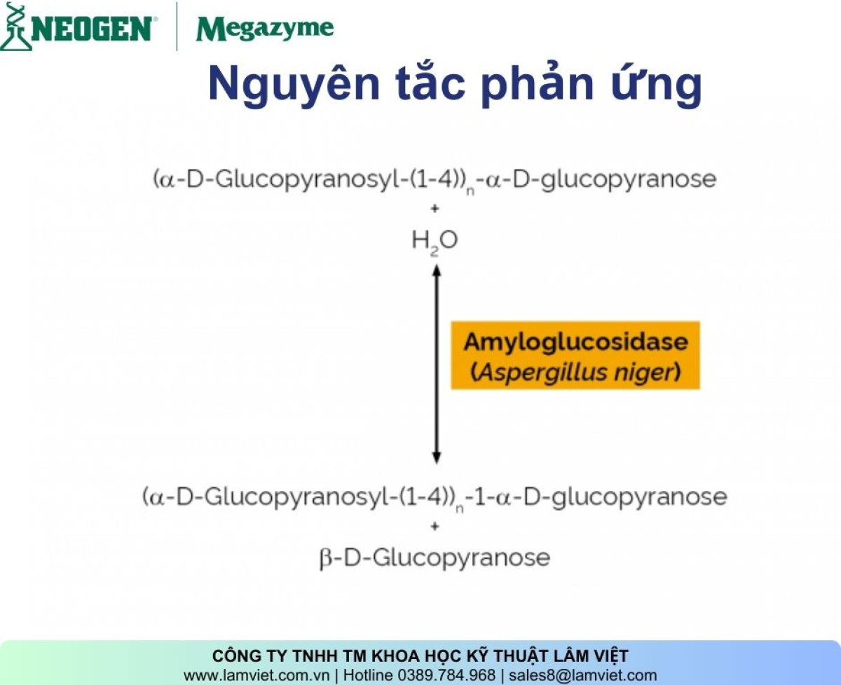 Amyloglucosidase (Aspergillus niger)