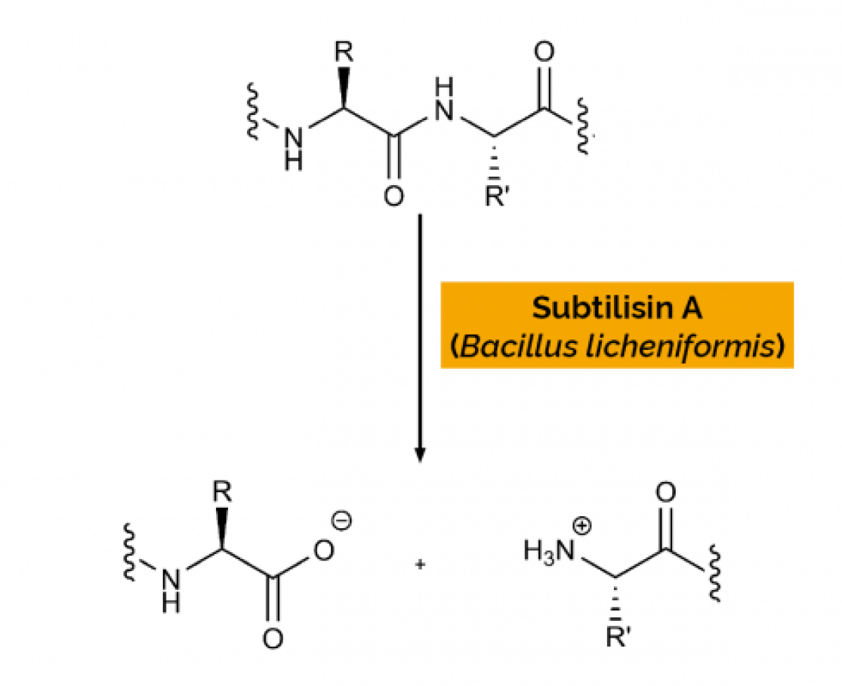 Protease - E-BSPRT- MEGAZYME