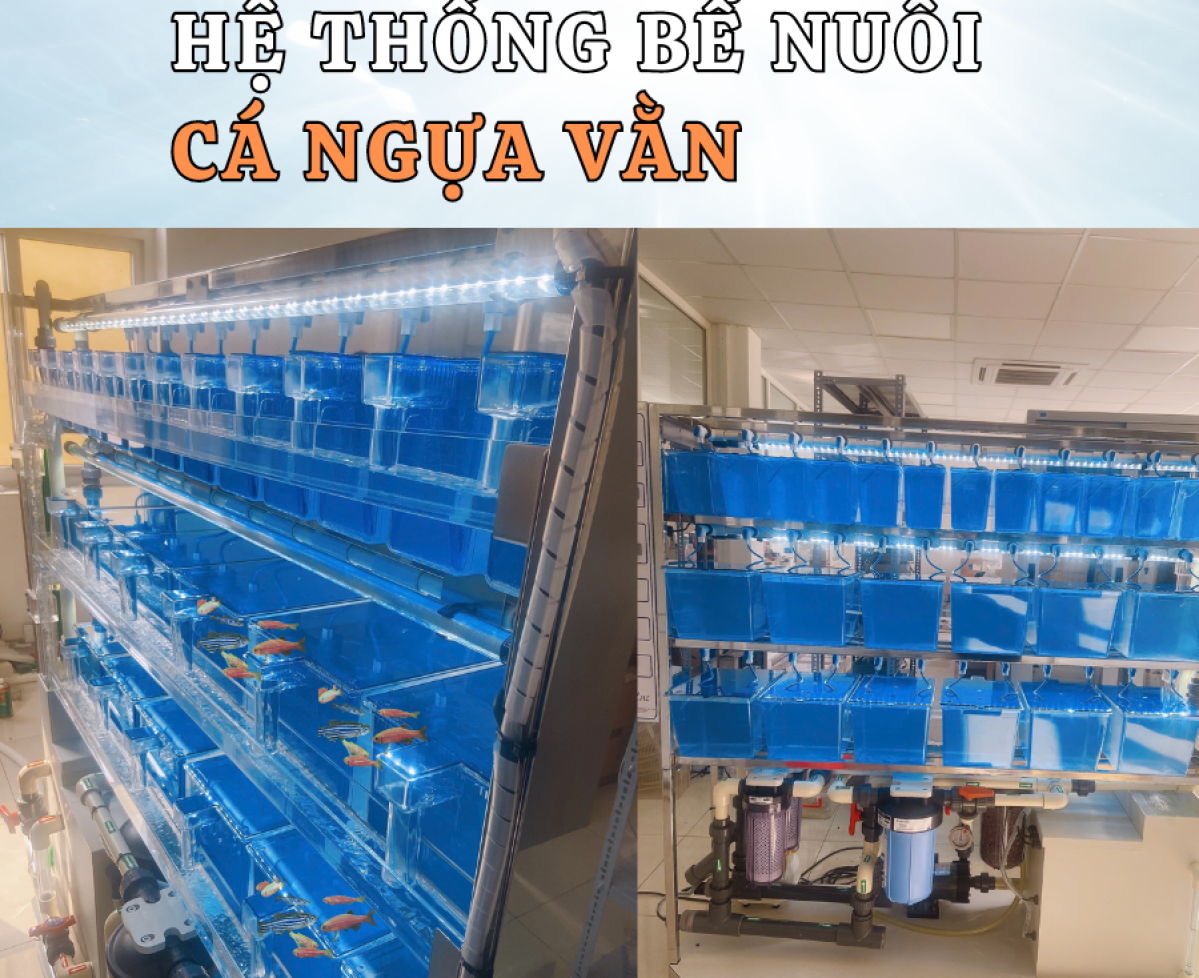 Hệ thống nuôi cá ngựa vằn tự động