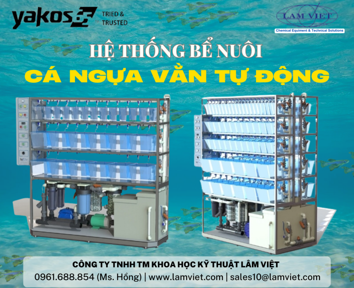 Hệ thống bể nuôi cá ngựa vằn tự động