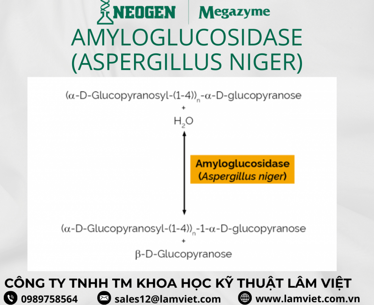 Amyloglucosidase (Aspergillus niger)