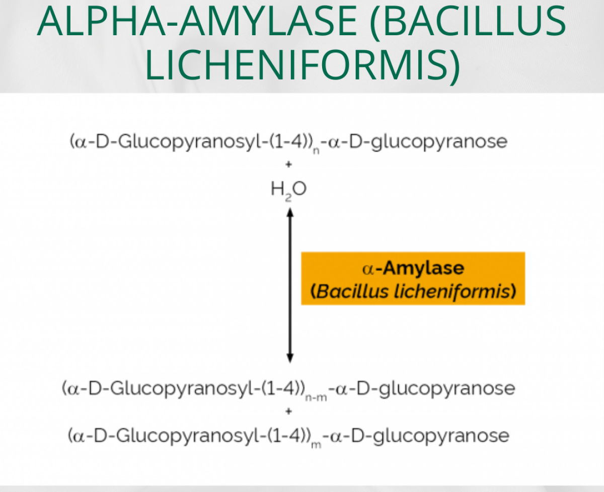 Alpha-Amylase (Bacillus Licheniformis)