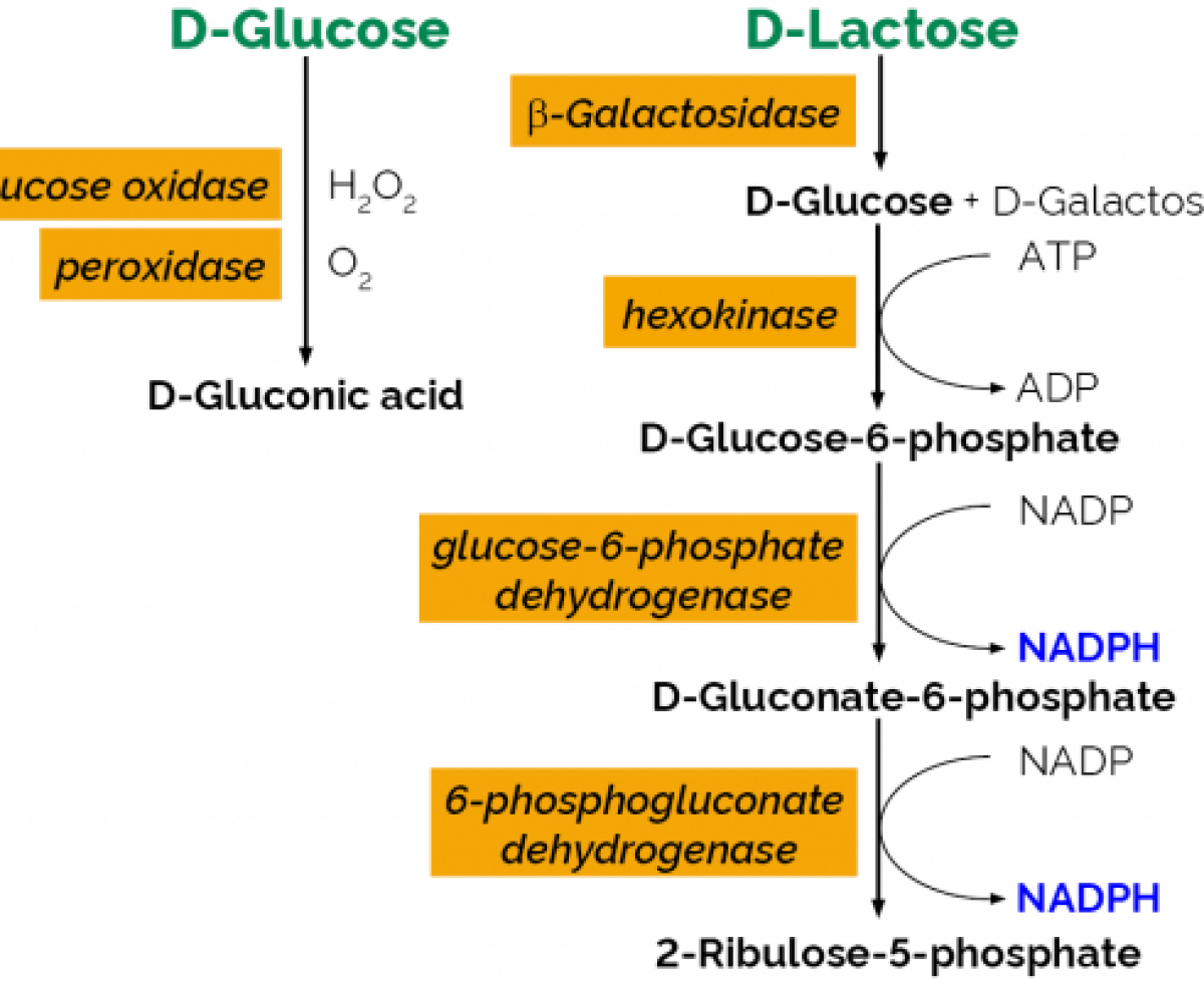 Lactose Assay Kit K-LOLAC